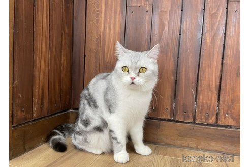 販売中のマンチカン(短足)の親猫